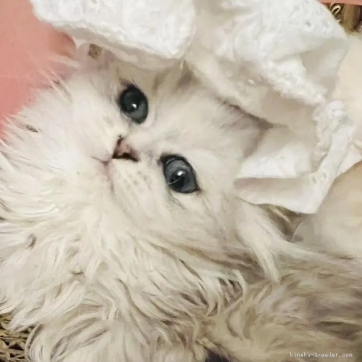 ママ 様のお迎えした子猫