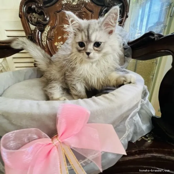 ID：2305-00011の子猫