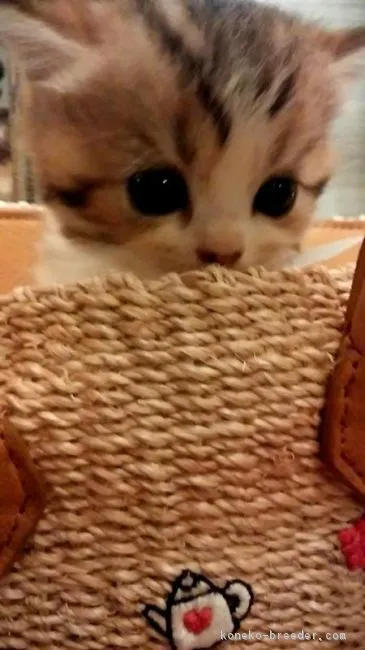 ID：1607-00706の子猫