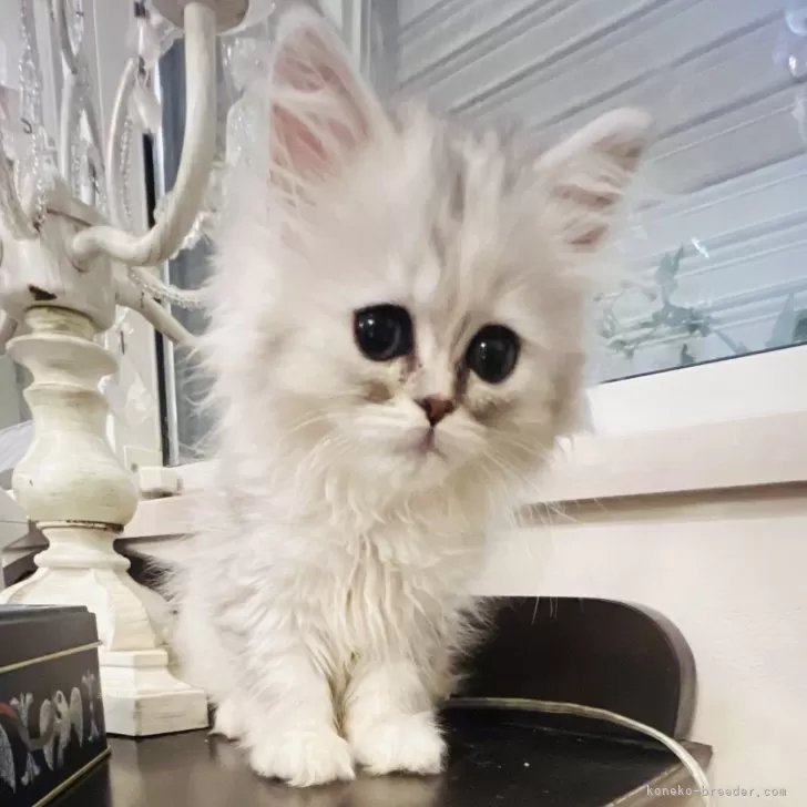 ID:2410-02046の子猫