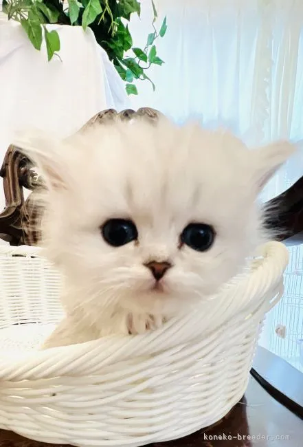 ID:2206-01385の子猫