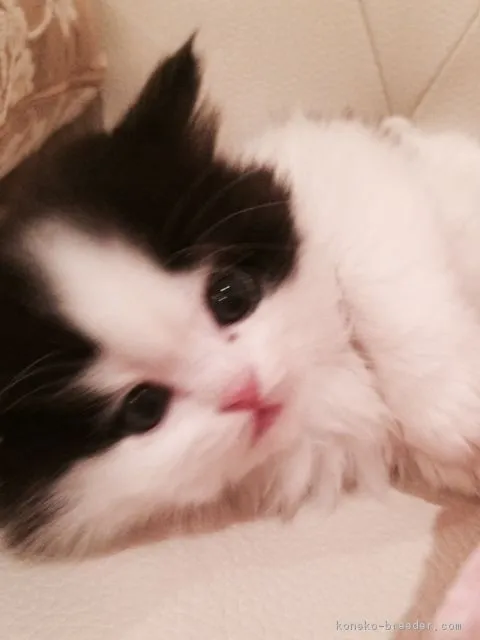 ミントママ 様のお迎えした子猫