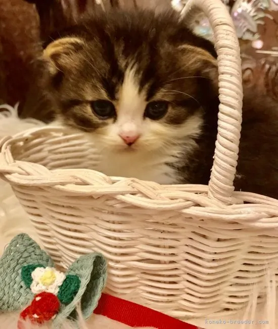 ID:2107-02558の子猫