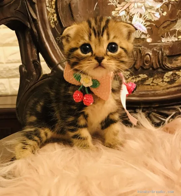 ID:1911-00169の子猫