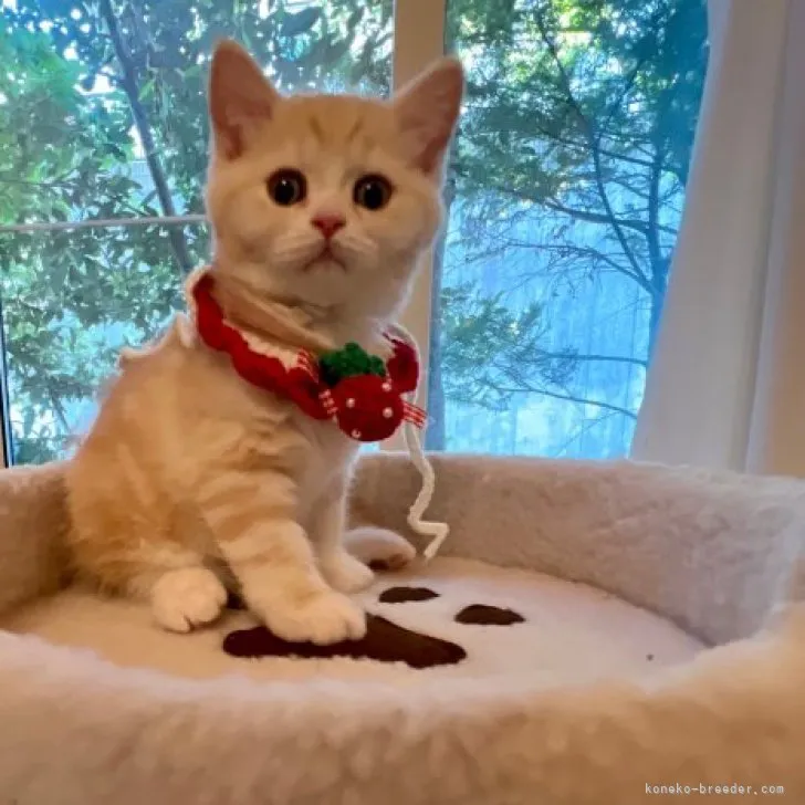 ID:2305-01067の子猫