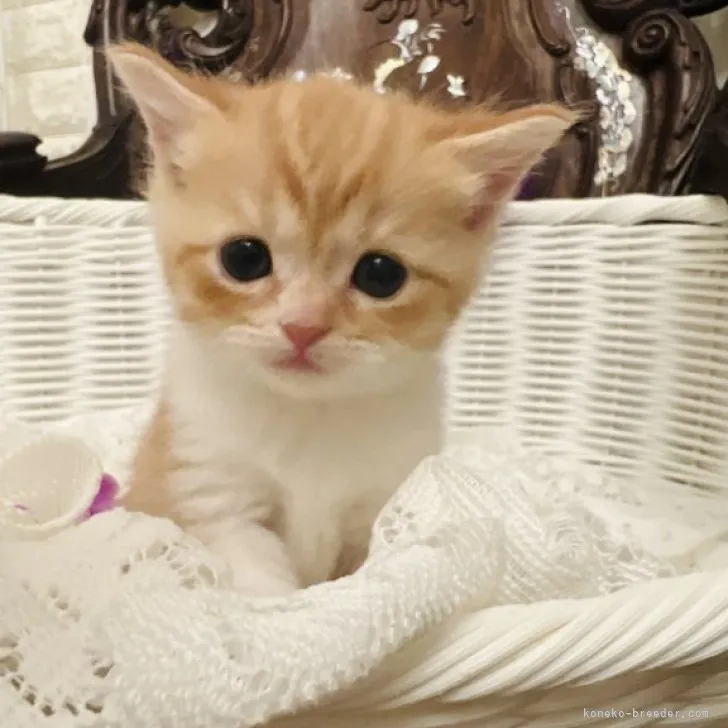 ID:2305-02630の子猫