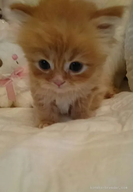 ID:1605-00317の子猫