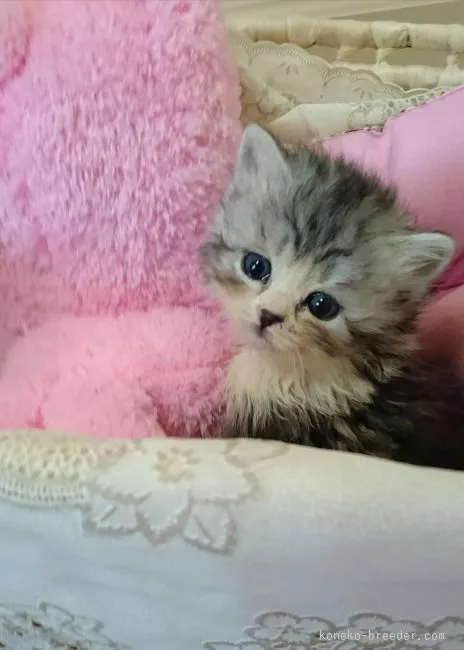 ID:1602-00153の子猫