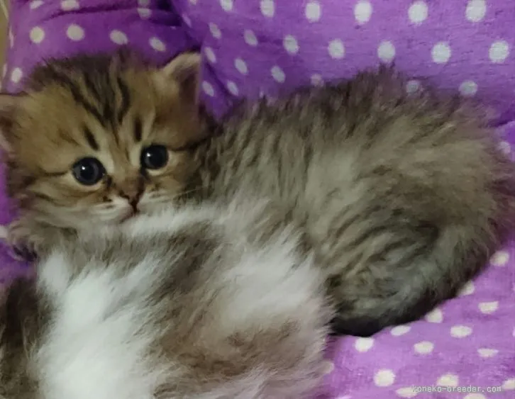 ID:1601-00115の子猫