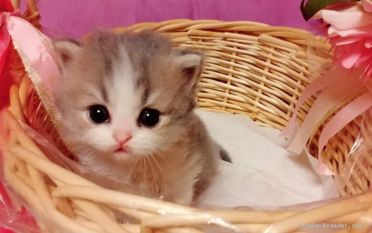 ID：1704-01305の子猫