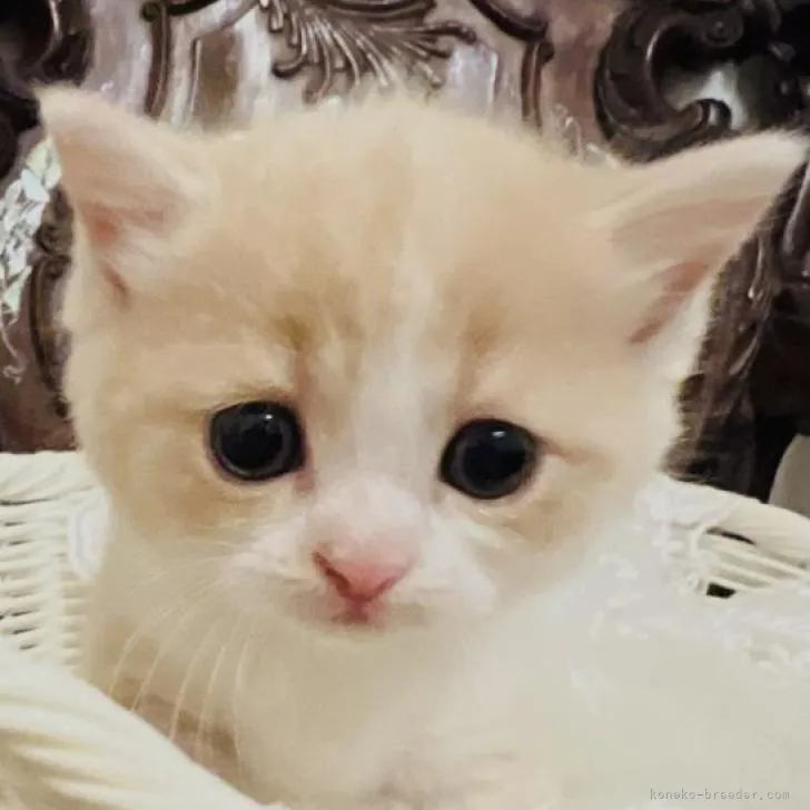 ID:2208-00436の子猫