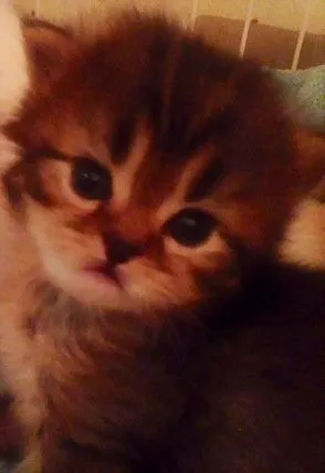 ID：1505-00487の子猫