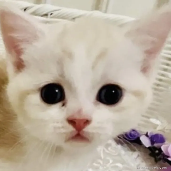ID:2303-02230の子猫