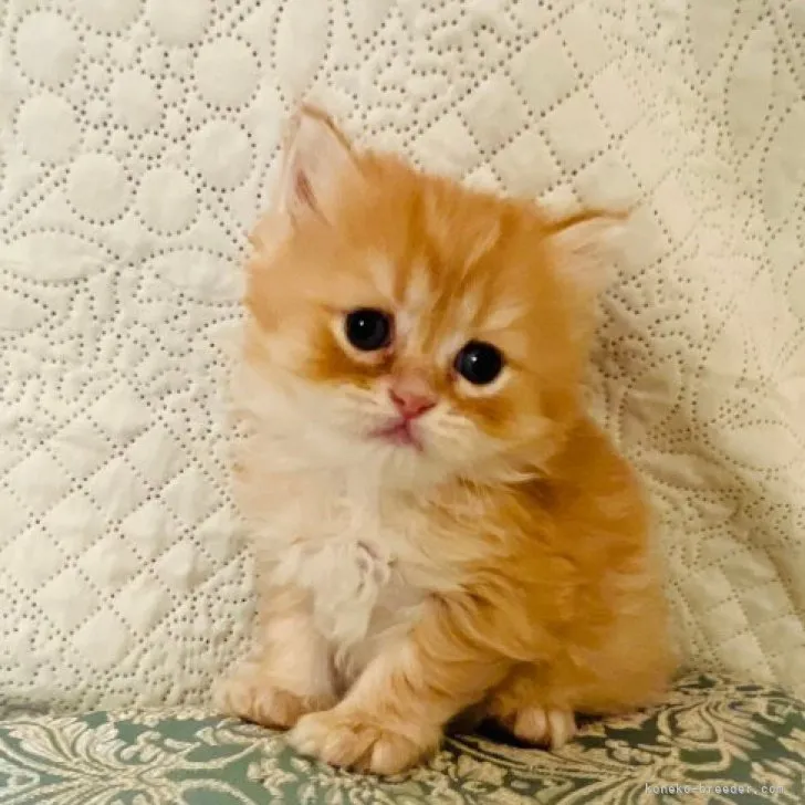 ID:2307-01090の子猫