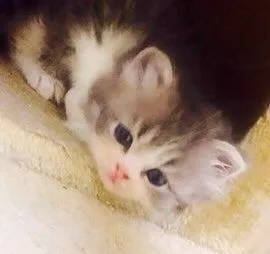 ID：1504-00372の子猫