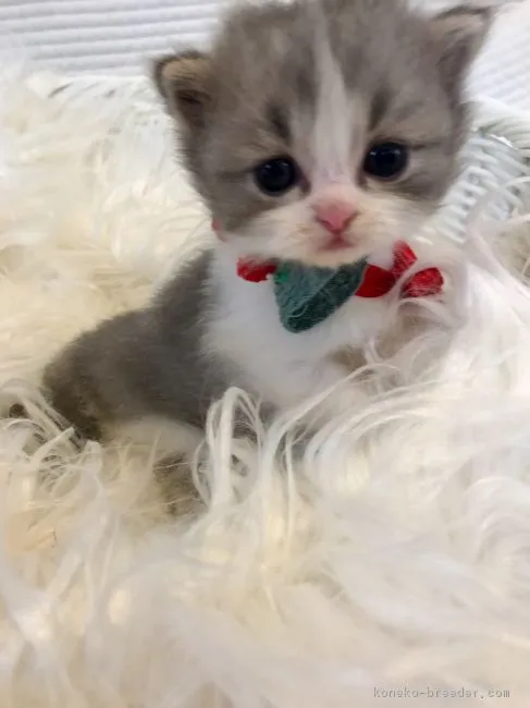 ID：1812-00297の子猫