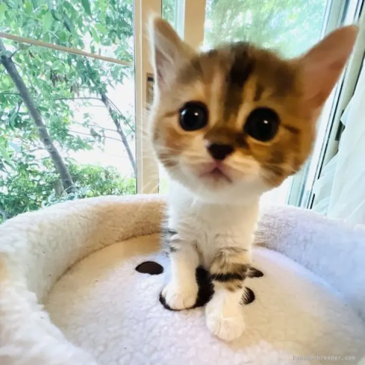 ID:2307-02083の子猫