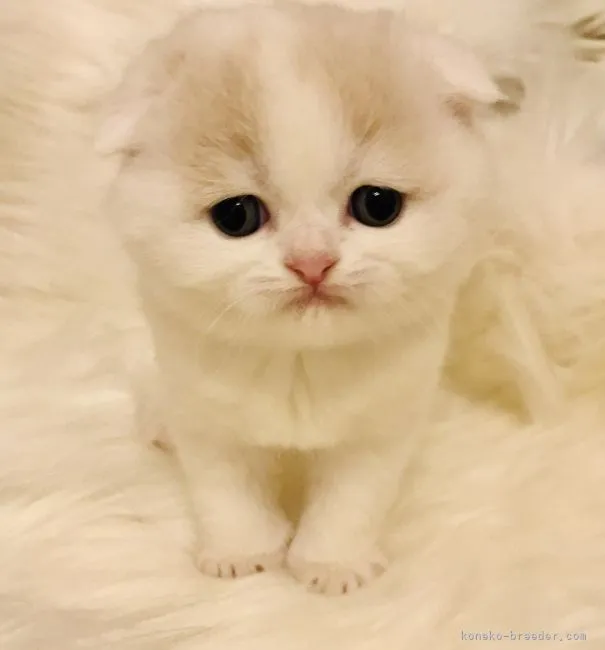 ID：2112-01665の子猫