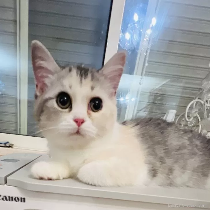 ID:2407-02962の子猫