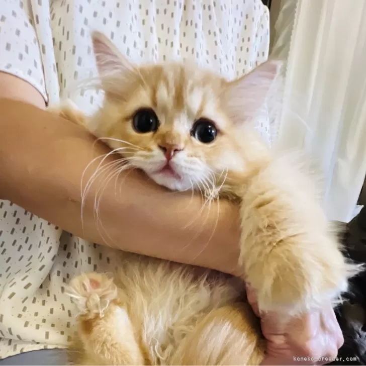 ID：2407-03221の子猫