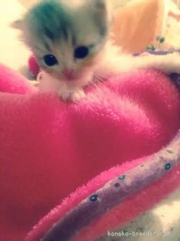 ID:1508-00346の子猫