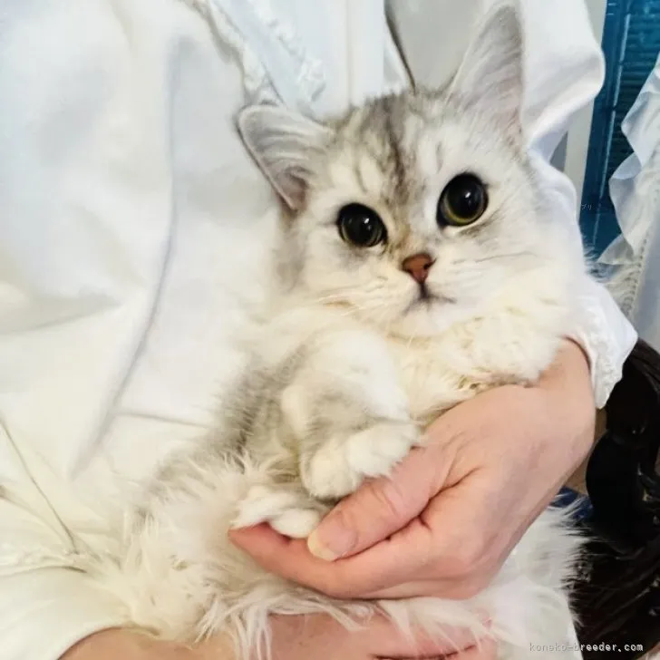 ID：2311-01965の子猫