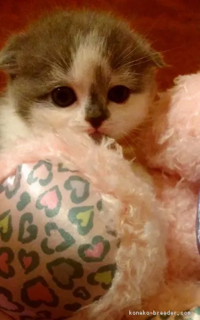 ID：1704-00669の子猫