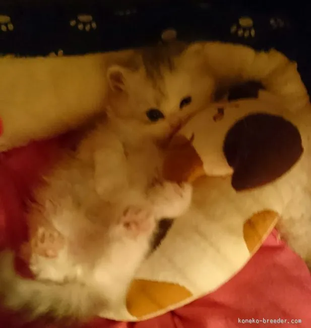 ID：1511-00390の子猫