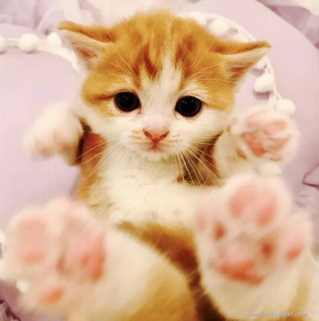 ID：1905-00577の子猫
