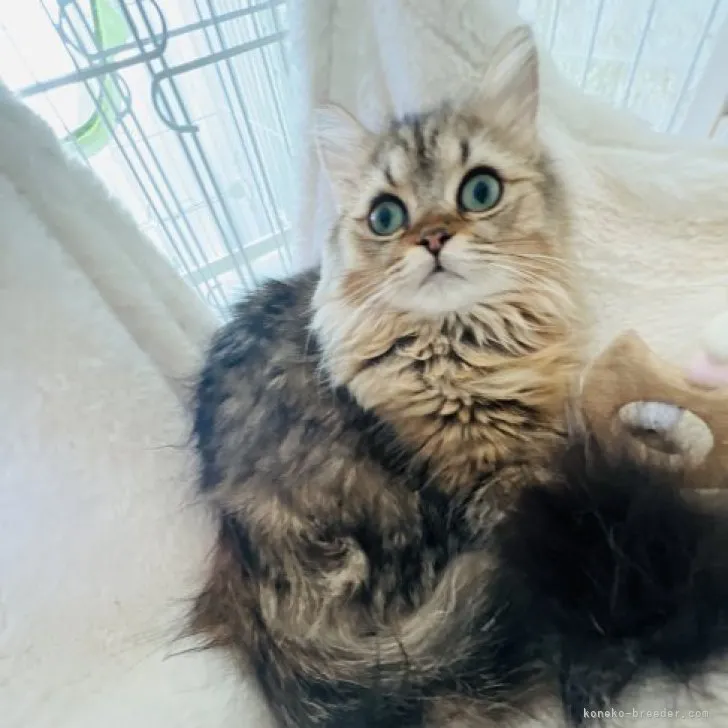 ID:2310-01098の子猫