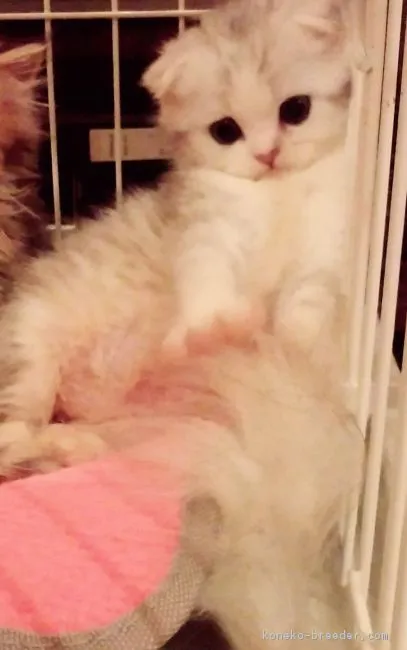 ID:1704-01007の子猫