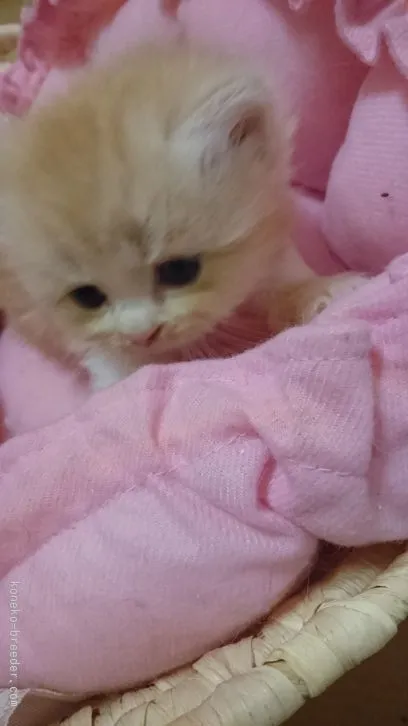 ID:1602-00135の子猫