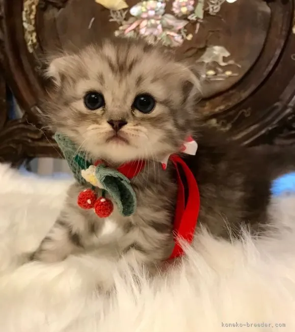 ID：2109-00160の子猫