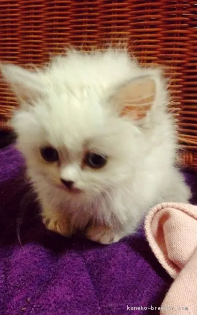 ID：1705-00567の子猫