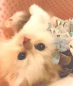 スコティッシュフォールド【神奈川県・男の子・2016年9月1日・淡いブルータビーアンドホワイト】の写真1「愛くるしさMAXのベビーフェイスの男の子💜守ってあげたくなる💜」