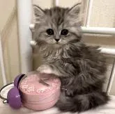 スコティッシュフォールド(立ち耳)【神奈川県・女の子・2022年11月30日・シルバータビーアンドホワイト】の写真1「♡優しい子でとっても甘えん坊さんです♡」