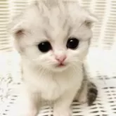 スコティッシュフォールド(折れ耳)【神奈川県・女の子・2024年1月5日・シルバータビーアンドホワイト】の写真1「ベビーフェイスなアイドル系です♡」