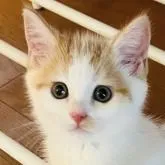 スコティッシュフォールド(立ち耳)【神奈川県・男の子・2022年5月5日・レッドタビーアンドホワイト】の写真1「温厚♡のんびりさん♡穏やかで優しい子です♡ゴロゴロちゃん♡」