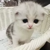 スコティッシュフォールド(折れ耳)【神奈川県・女の子・2024年1月5日・シルバータビーアンドホワイト】の写真3「♡」