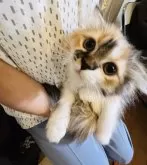 スコティッシュフォールド(折れ耳)【神奈川県・女の子・2024年7月7日・キャリコ】の写真3「とってもモフモフ♡プクプク♡まんまる♡♡♡」