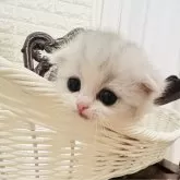 スコティッシュフォールド(折れ耳)【神奈川県・女の子・2024年1月5日・シルバータビーアンドホワイト】の写真4「♡」