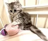 スコティッシュフォールド(立ち耳)【神奈川県・女の子・2022年11月30日・シルバータビーアンドホワイト】の写真4「困ったちゃんのお顔もたまらない♡シッポのペンライトも可愛いです♡」