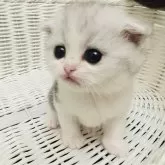 スコティッシュフォールド(折れ耳)【神奈川県・女の子・2024年1月5日・シルバータビーアンドホワイト】の写真5「♡」