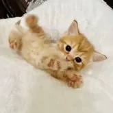 スコティッシュフォールド(立ち耳)【神奈川県・男の子・2023年3月22日・レッドタビー】の写真5「僕の肉球はピンクってママが言ってたょ(//∇//)♡」