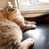 スコティッシュフォールド(立ち耳)【神奈川県・女の子・2025年5月6日・ブラウンタビー】の写真14「♡」