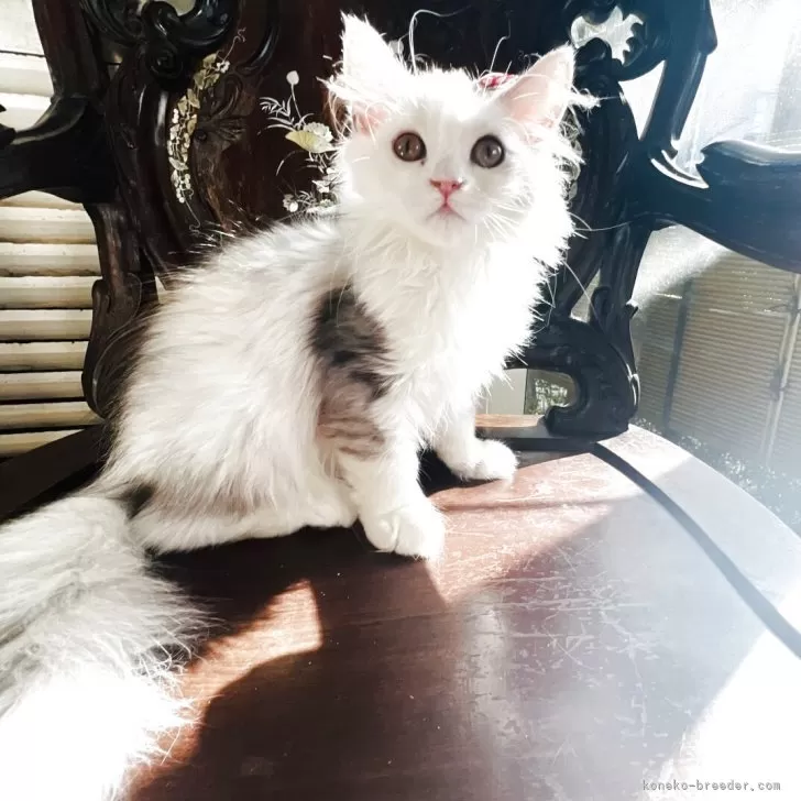 スコティッシュフォールド(立ち耳)【神奈川県・女の子・2025年6月10日・ダイリュートキャリコ】の写真1「音芽（オトメ）ちゃんです♡ますます可愛く色白美人さんに成長中です♡」