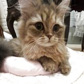 スコティッシュフォールド(立ち耳)