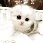 スコティッシュフォールド(折れ耳)
