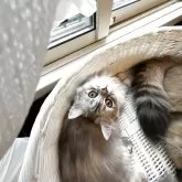 スコティッシュフォールド(立ち耳)