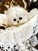 スコティッシュフォールド(折れ耳)【神奈川県・女の子・2025年5月23日・ダイリュートキャリコ】の写真2